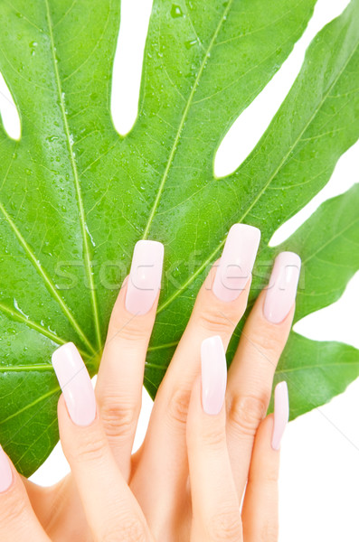 Foto stock: Femenino · manos · hoja · verde · Foto · blanco · mujer