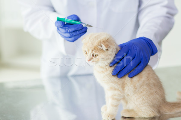 close up of vet making vaccine to kitten at clinic Stock photo © dolgachov