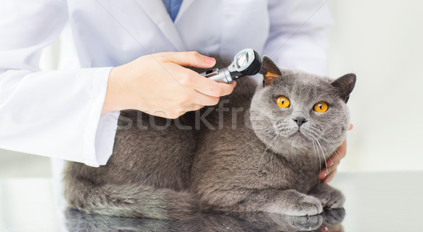 close up of vet with otoscope and cat at clinic Stock photo © dolgachov