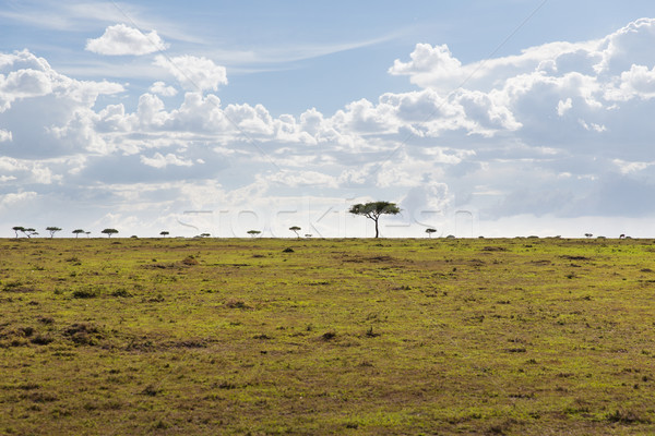 Landschap bomen savanne afrika natuur milieu Stockfoto © dolgachov