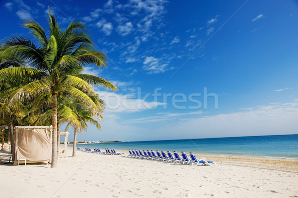 tropical resort Stock photo © dolgachov