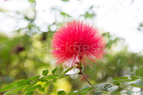 Piękna egzotyczny kwiat ogrodnictwo botanika flora Zdjęcia stock © dolgachov