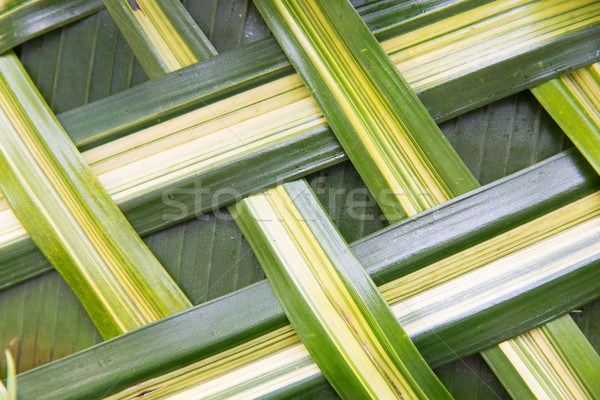 green palm tree leaf grid texture Stock photo © dolgachov