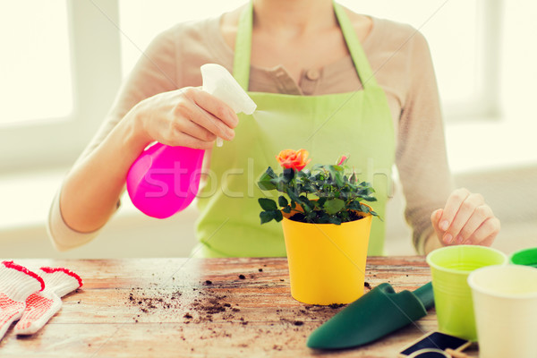 close up of woman hands spraying roses in pot Stock photo © dolgachov