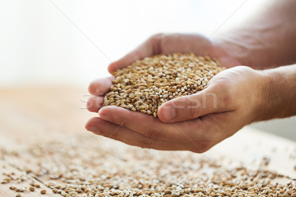 male farmers hands holding malt or cereal grains Stock photo © dolgachov