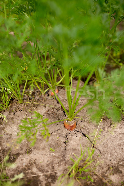 carrots growing on summer garden bed Stock photo © dolgachov