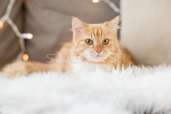 red tabby cat on sofa with sheepskin at home Stock photo © dolgachov