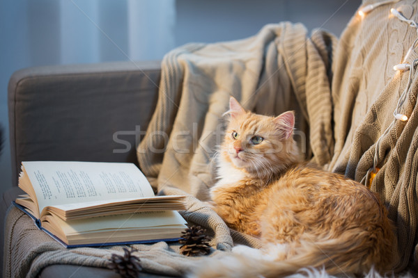 red cat lying on sofa with book and cones at home Stock photo © dolgachov