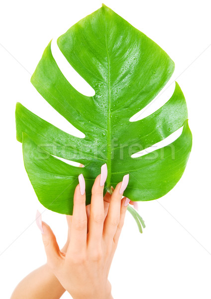 Weiblichen Hände green leaf Bild weiß Frau Stock foto © dolgachov