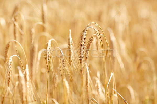 cereal field with spikelets of ripe rye or wheat Stock photo © dolgachov