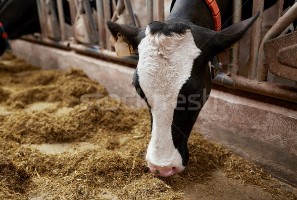 cow eating hay in cowshed on dairy farm Stock photo © dolgachov