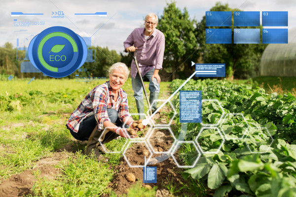 senior couple planting potatoes at garden or farm Stock photo © dolgachov