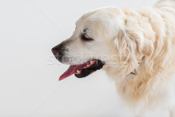 Stock fotó: Közelkép · golden · retriever · kutya · gyógyszer · díszállatok · állatok