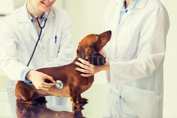 Veterinário estetoscópio cão clínica medicina Foto stock © dolgachov