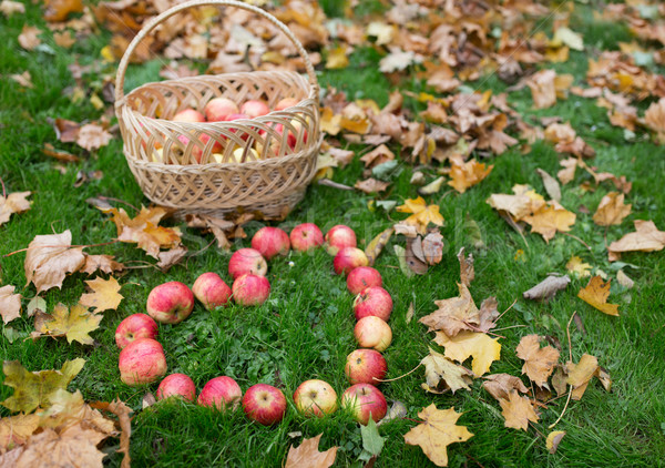 Stock photo: apples in heart shape and autumn leaves on grass