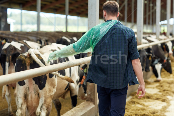 Stock fotó: Gazda · állatorvosi · kesztyű · tehenek · tejgazdaság · farm