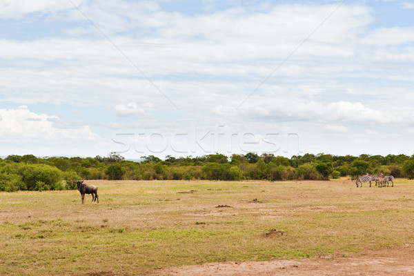 Gruppe Pflanzenfresser Tiere Savanne Afrika Tier Stock foto © dolgachov