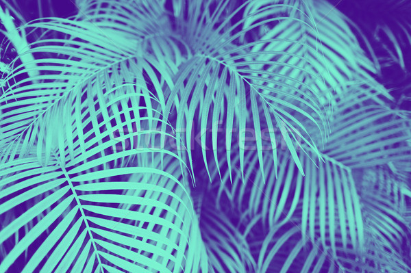 ultra violet and blue duotone palm tree leaves Stock photo © dolgachov