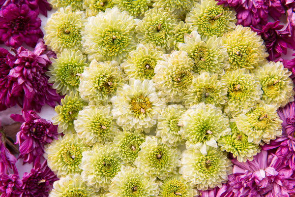 beautiful chrysanthemums flowers Stock photo © dolgachov