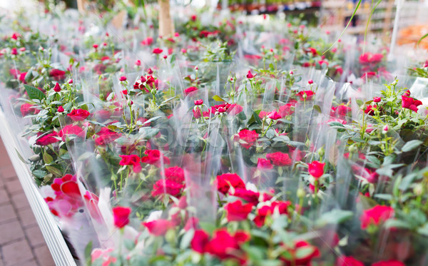 Stieg Blumen Gartenarbeit Laden Pflanzen Stock foto © dolgachov