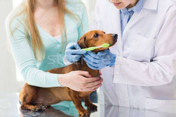 close up of veterinarian brushing dog teeth Stock photo © dolgachov
