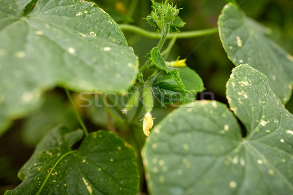 Közelkép uborka növekvő kert zöldség kertészkedés Stock fotó © dolgachov