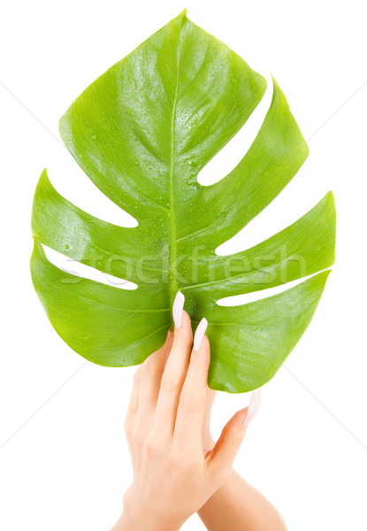 Weiblichen Hände green leaf Bild weiß Frau Stock foto © dolgachov