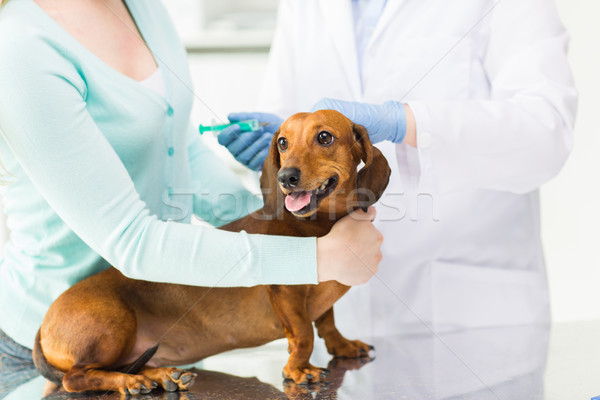 Vaccino cane clinica Foto d'archivio © dolgachov