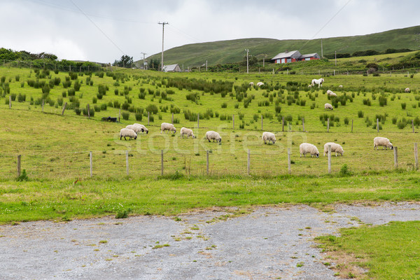 sheep grazing on field of connemara in ireland Stock photo © dolgachov