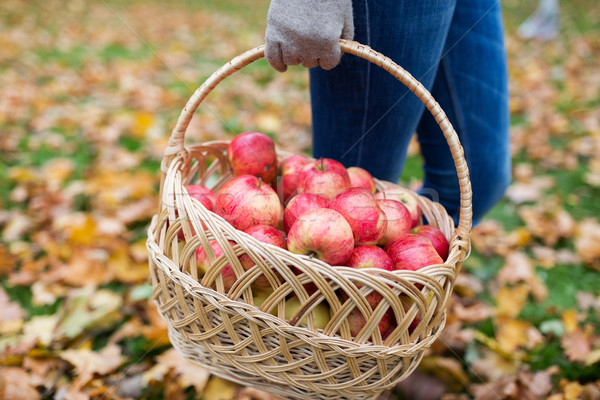 woman with basket of apples at autumn garden Stock photo © dolgachov