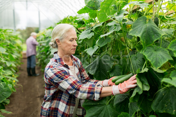 Oude vrouw komkommers omhoog boerderij broeikas Stockfoto © dolgachov