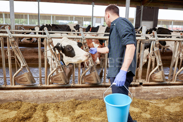 man with cows and bucket in cowshed on dairy farm Stock photo © dolgachov