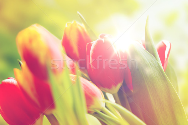 Tulipán flores flora jardinería planta Foto stock © dolgachov