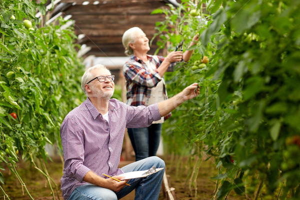 Casal de idosos crescente tomates fazenda estufa Foto stock © dolgachov