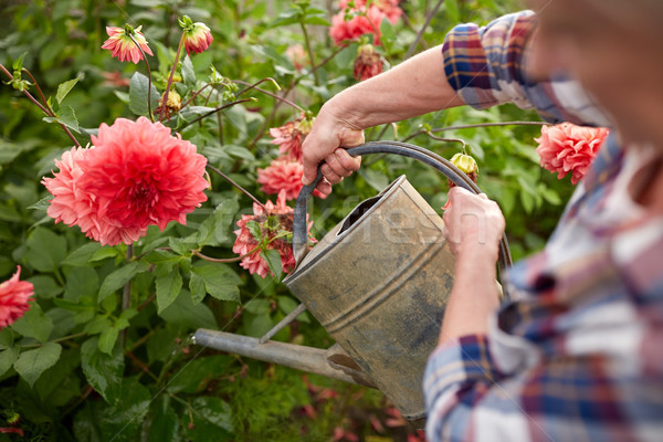 senior woman watering flowers at summer garden Stock photo © dolgachov