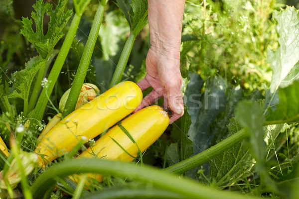 Foto stock: Altos · agricultor · calabacín · granja · invernadero