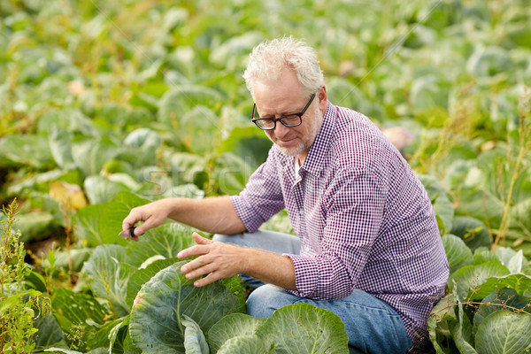 senior man growing white cabbage at farm Stock photo © dolgachov
