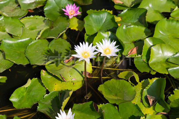 white water lilies in pond Stock photo © dolgachov