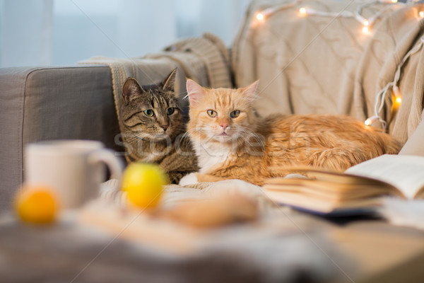 two cats lying on sofa at home Stock photo © dolgachov