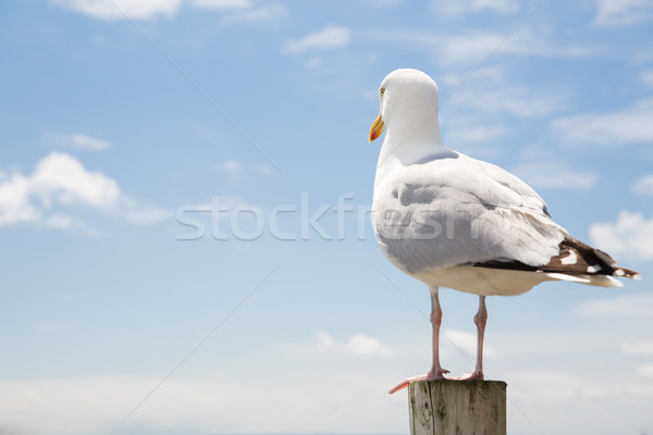 Zeemeeuw zee blauwe hemel vogels wildlife houten Stockfoto © dolgachov