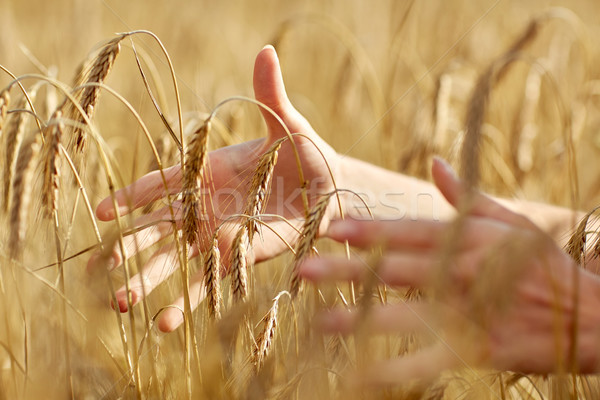 Stock photo: close up of woman hands in cereal field