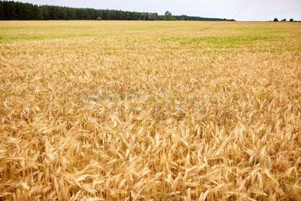 cereal field with spikelets of ripe rye or wheat Stock photo © dolgachov