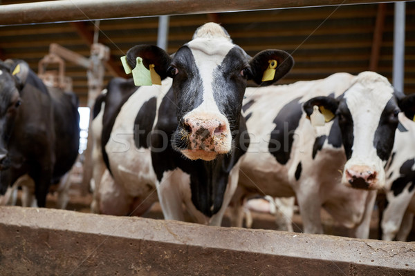 Imagine de stoc: Turma · vaci · lactat · fermă · agricultură · industrie