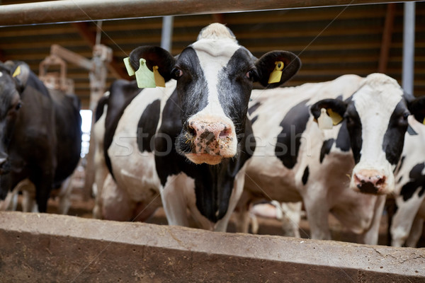 Nyáj tehenek tejgazdaság farm mezőgazdaság ipar Stock fotó © dolgachov