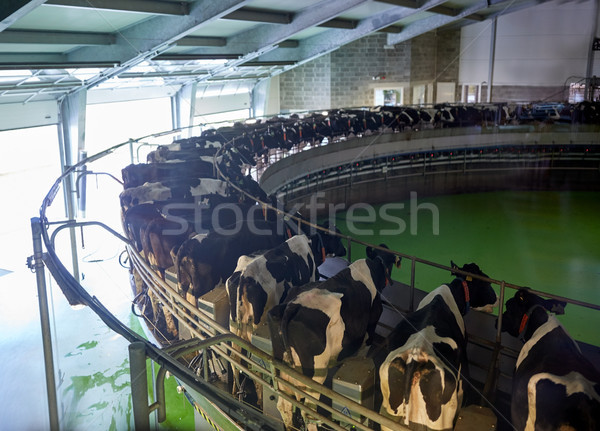 milking cows at dairy farm rotary parlour system Stock photo © dolgachov