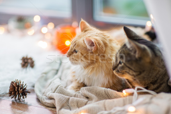 2 猫 ウィンドウ ホーム ペット ストックフォト © dolgachov