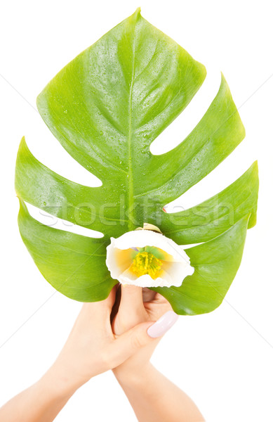 female hands with green leaf and flower Stock photo © dolgachov