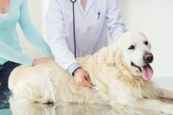 Stockfoto: Dierenarts · stethoscoop · hond · kliniek · geneeskunde