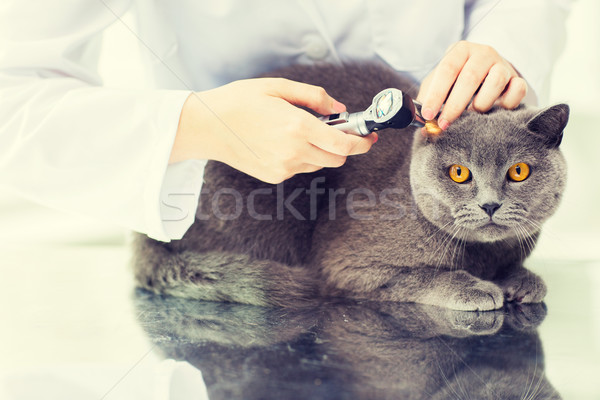 close up of vet with otoscope and cat at clinic Stock photo © dolgachov