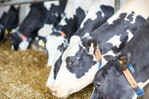 herd of cows eating hay in cowshed on dairy farm Stock photo © dolgachov